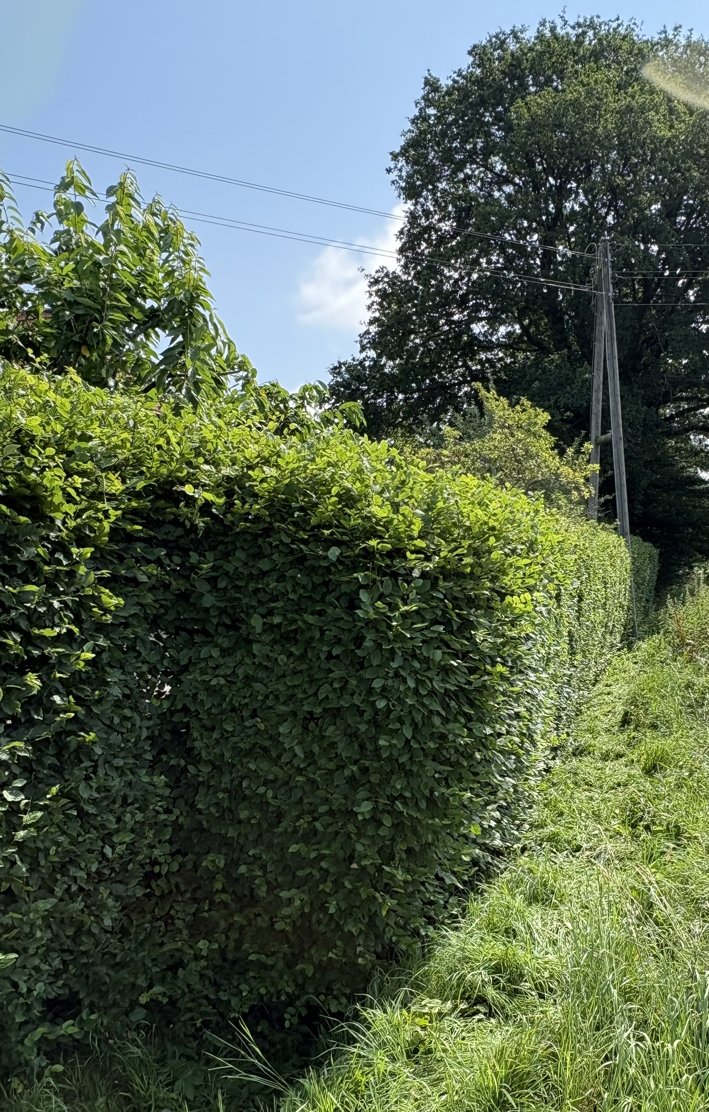 Professioneller Heckenschnitt Referenzbild